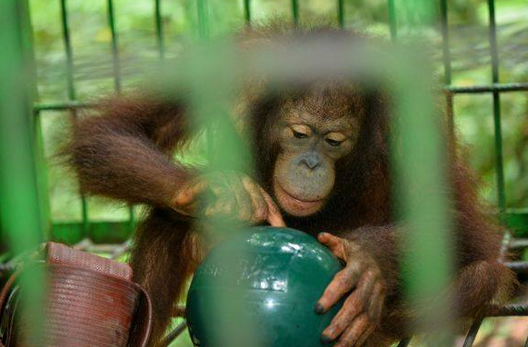 Zoo Hanging Food Ball - Image 2